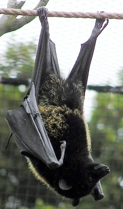 The Bats Who Feed Trees